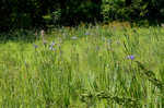 Giant blue iris